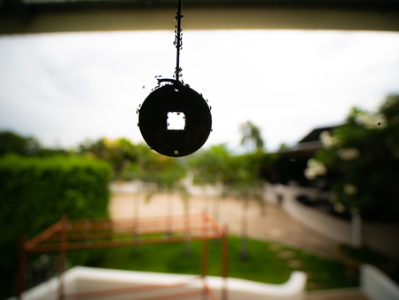 The Flock of Fruit Flies Perched on The Metal Coin Hanging in front of The Gardenの写真素材