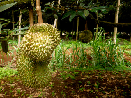 The Durians Hanging Near The Ground in The Garden