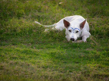 The White Dog was Makeup   Blue Lines Lying on The Lawn