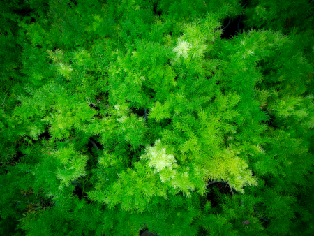 The Asparagus Ferns Growing in The Gardenの写真素材