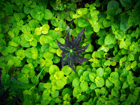 The Single Brown Begonia Leaf Surrounded by Green Mint Leavesの写真素材