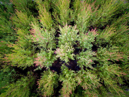 The Common Juniper Pines Growing in The Fieldの写真素材