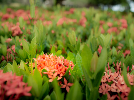 The Bouquet of Orange Ixora Flowers Blooming in The Gardenの写真素材
