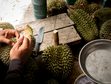 The Man Peeling Durian in The Fruit Gardenの写真素材