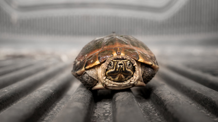 The Little Turtle Keep The Legs on The Tracksの写真素材