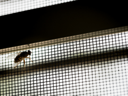 The Fly Perched on The Mosquito Screen in The Window Frameの写真素材
