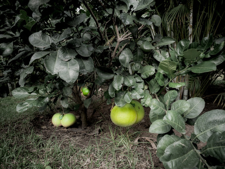 The Pomelo Fruits Hanging Close to The Ground in The Garden