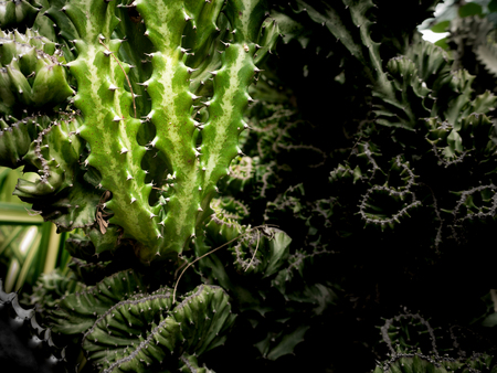 The Green Crested-Euphorbia Cactus Thorns in The Garden