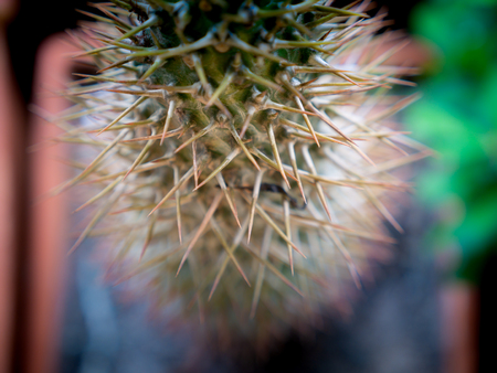 The Thorns Along The Trunk of High Cactus in Flower Potの写真素材