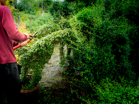 The Worker Used Scissors to Cut The Fujian Tea Tree to Become Animal Figure