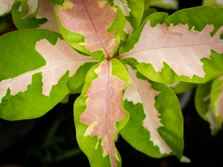 The Green Pink Colors leaves Growing in The Garden