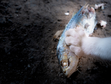 The Cat Steps Mackerel While Eating Fish on The Ground