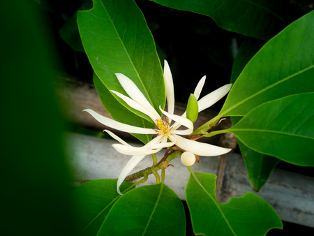 The white Champaka Flowers Blooming in The Gardenの写真素材