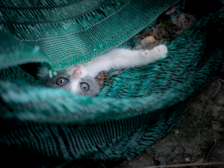The Gray Kitty Naughty in The Hidden Placeの写真素材