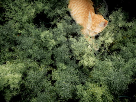 The Yellow Kitty Lying in The Green Leaves in The Gardenの写真素材