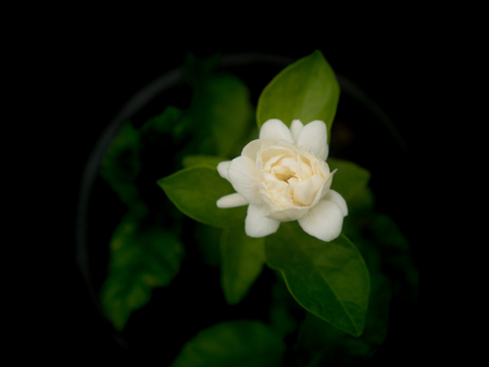 The Arabian Jasmine Flower Blooming in The Gardenfの写真素材