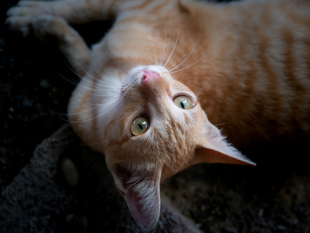 The Yellow Striped White Kitten Lying and Look up on The Ground