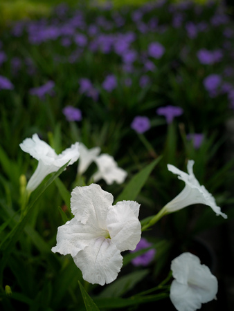 The White Relic Tuberosa Flowers Blooming in The Gardenの写真素材
