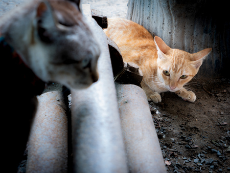 The Yellow Kitten Struck into The Area of The Tabby Cat , Foreground Blurの写真素材