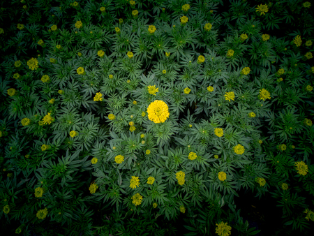 The Marigold Flowers Blooming in The Fieldの写真素材