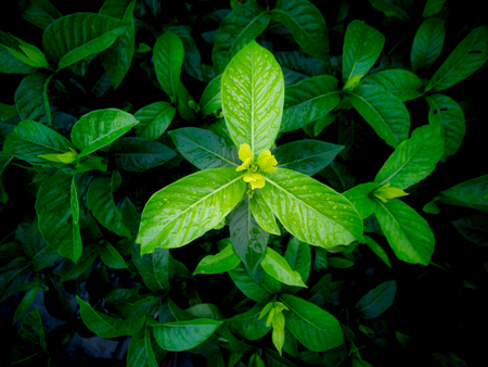 The New Leaves of Gardenia after Rain ,Top View