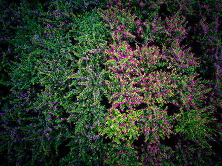 The False Heather Growing on Pots in The Tree Shopの写真素材