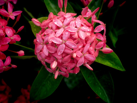 The Bouquet of Pink Ixora Flowers Blooming after Rain