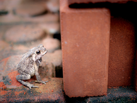 The Toad Sitting beside a Brick in The Gardenの写真素材