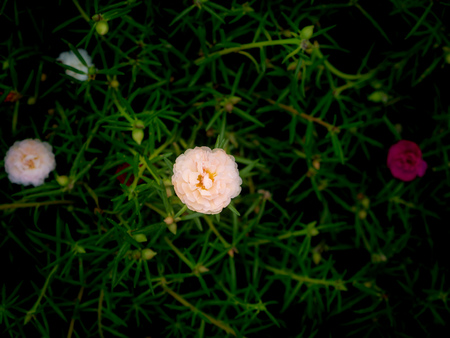 The White Pink Mose-Rose Flower Blooming in The Field , in The Center of Frameの写真素材