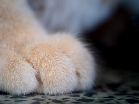 The Hairs on The Feet of The Yellow Catの写真素材