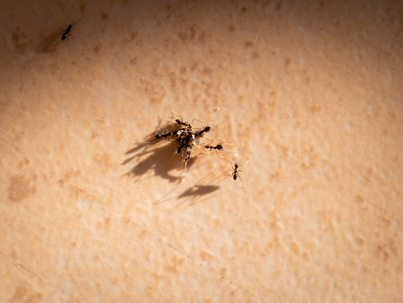 The Ants Carrying Insect on The Floorの写真素材