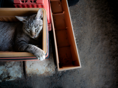 The Tabby Cat Lying on The Plastic Pots in The Tree Shopの写真素材