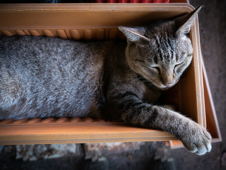 The Tabby Cat Lying on The Plastic Pots in The Tree Shopの写真素材
