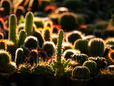 The Cactus Standing behind The Sun Light in Tree Shopの写真素材