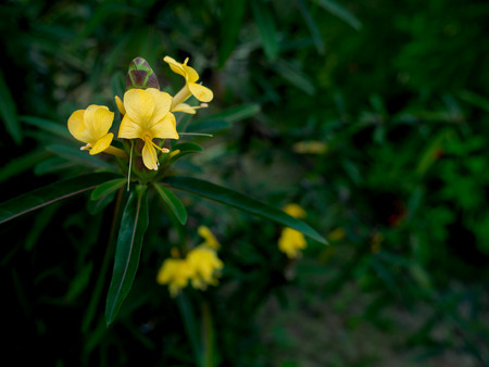 The Yellow Barleria Lupulina Lindl Flowers Blooming in The Gardenの写真素材