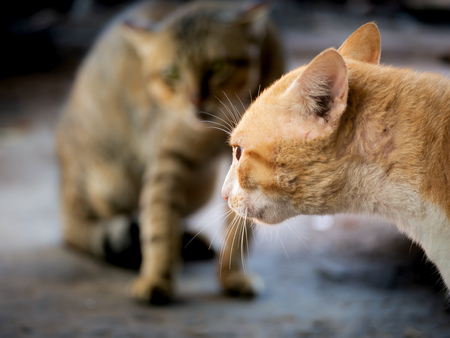 The Yellow Cat Threatening The Invading Cat in The House