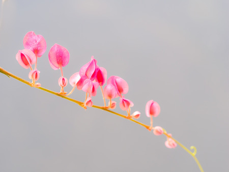 The Pink Chain of Love Flowers Hanging in The Gardenの写真素材