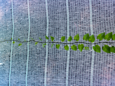 The Grape Ivy ,Creeper The Roots are Red Line Look Beautiful. The Flowers are Light Yellowish White,...