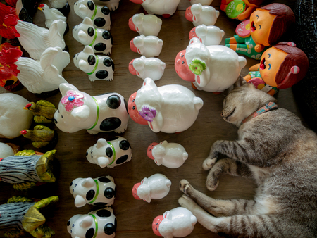The Tabby Cat Sleeping in The Pet Dolls Shopの写真素材