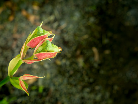 The Flowers are Shaped Like Birds Blooming in The Gardenの写真素材