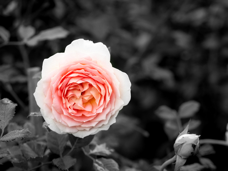 The Pink Rose Flower Blooming in Black and White Backgroundの写真素材