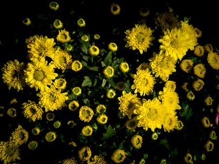 The Bouquet of Yellow Chrysanthemum Flowers blooming in The Tree Shopの写真素材