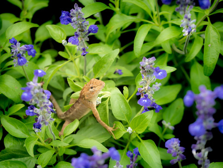 The Chameleon Sitting on The Purple Flowers Gardenの写真素材
