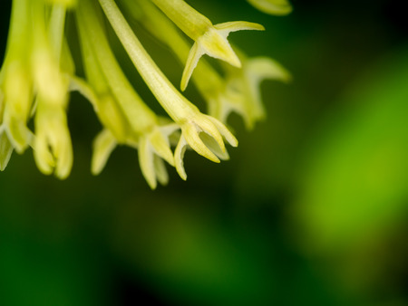 The Night Jasmine Flowers Hanging in The Treeの写真素材