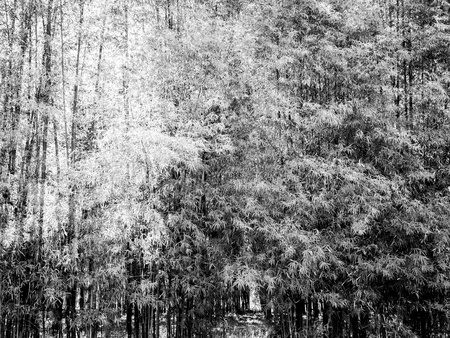 Texture of The Bamboo Park in The Temple , Black and Whiteの写真素材