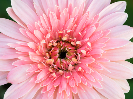 The Pink Gerbera Flower Blooming in The Gardenの写真素材