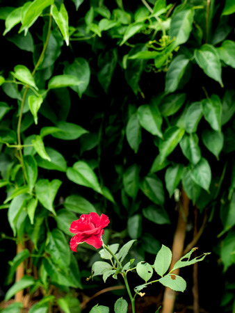 The Red Rose Blooming in The Bottom behind The Ivy Leavesの写真素材