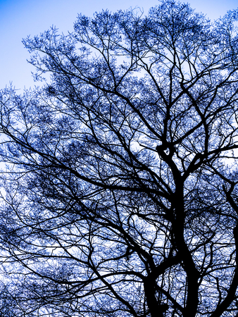 The Pattern of  Silhouette Tree without Leaves Standing in The Open Spaceの写真素材