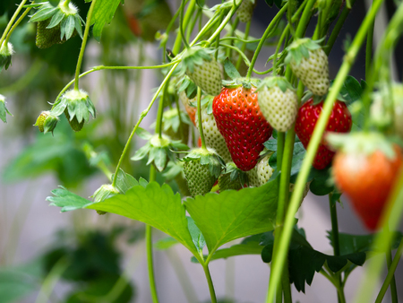 The Fresh Red Strawberry Fruits Hanging on The Treeの写真素材