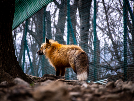 The Japanese Lonely Fox Standing at The Zoo in Japan